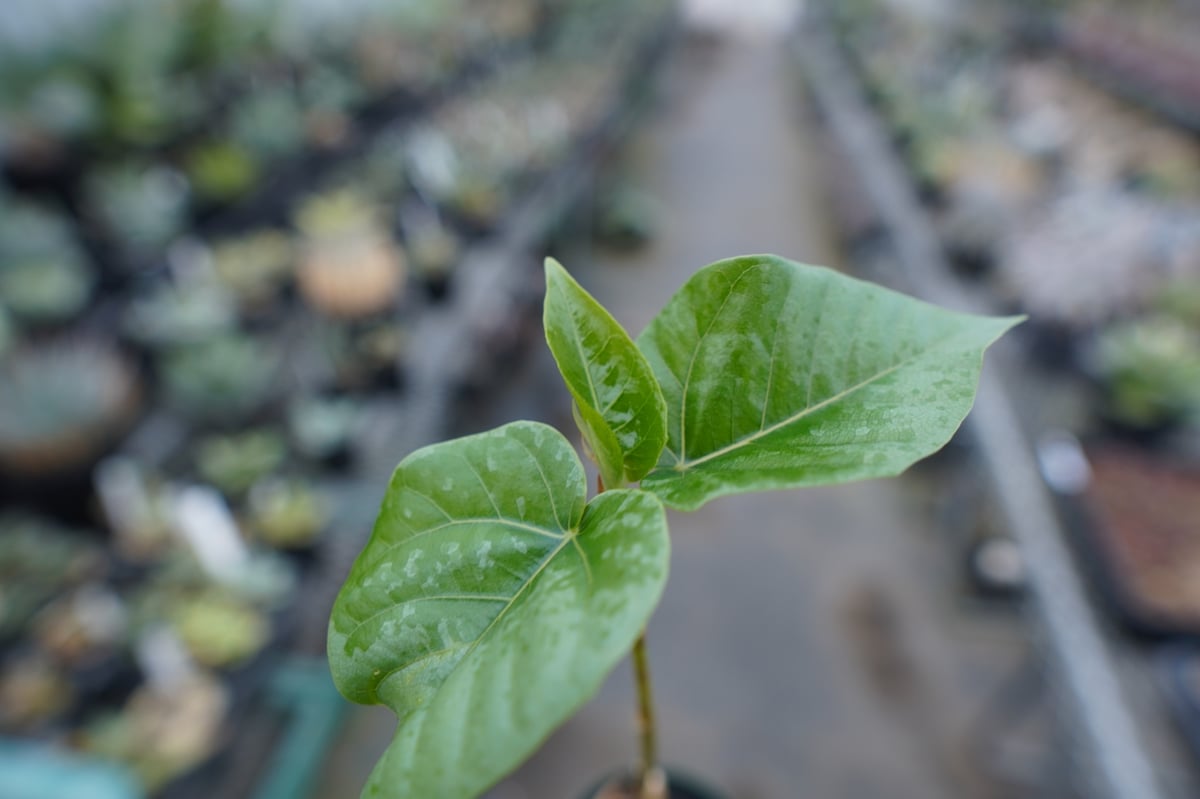 フィカス パルメリー Ficus palmeri | mana's farm:塊根植物・アガベ