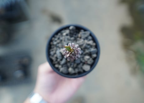 ユーフォリビア　パキポディオイデス　Euphorbia pachypodioides