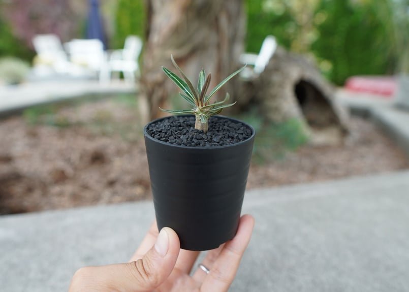 沖縄実生株】パキポディウム グラキリス Pachypodium Gracilius