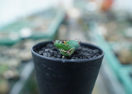 アガベ　チタノタ　 ブラックアンドブルー 　Agave titanota black and blue　No.2