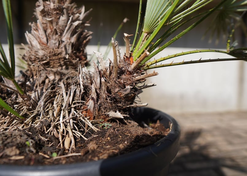 チャメロプス • セリフェラ 【樹高:約66㎝】Sep26 チャメロプス：フミリス・セリフェラ 6号鉢植え の通販 | 園芸ネット