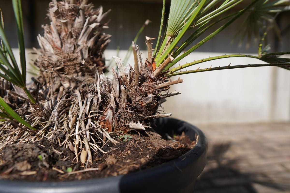 チャメロプス・セリフェラ　no9 楽天市場】【期間限定P5倍＆MAX10％OFFクーポン】チャメロプス