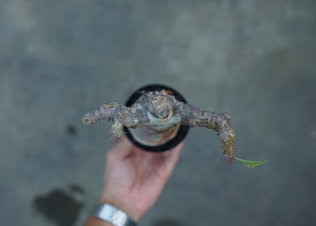 パキポディウム マカイエンセ　Pachypodium makayense　No.3