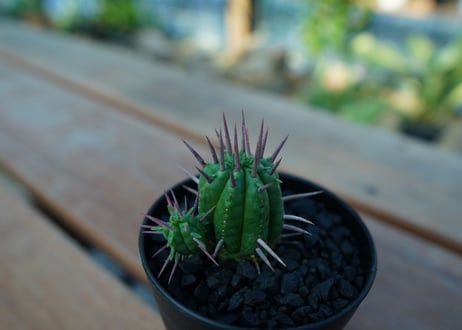 ユーフォルビア　フェロックス　Euphorbia ferox