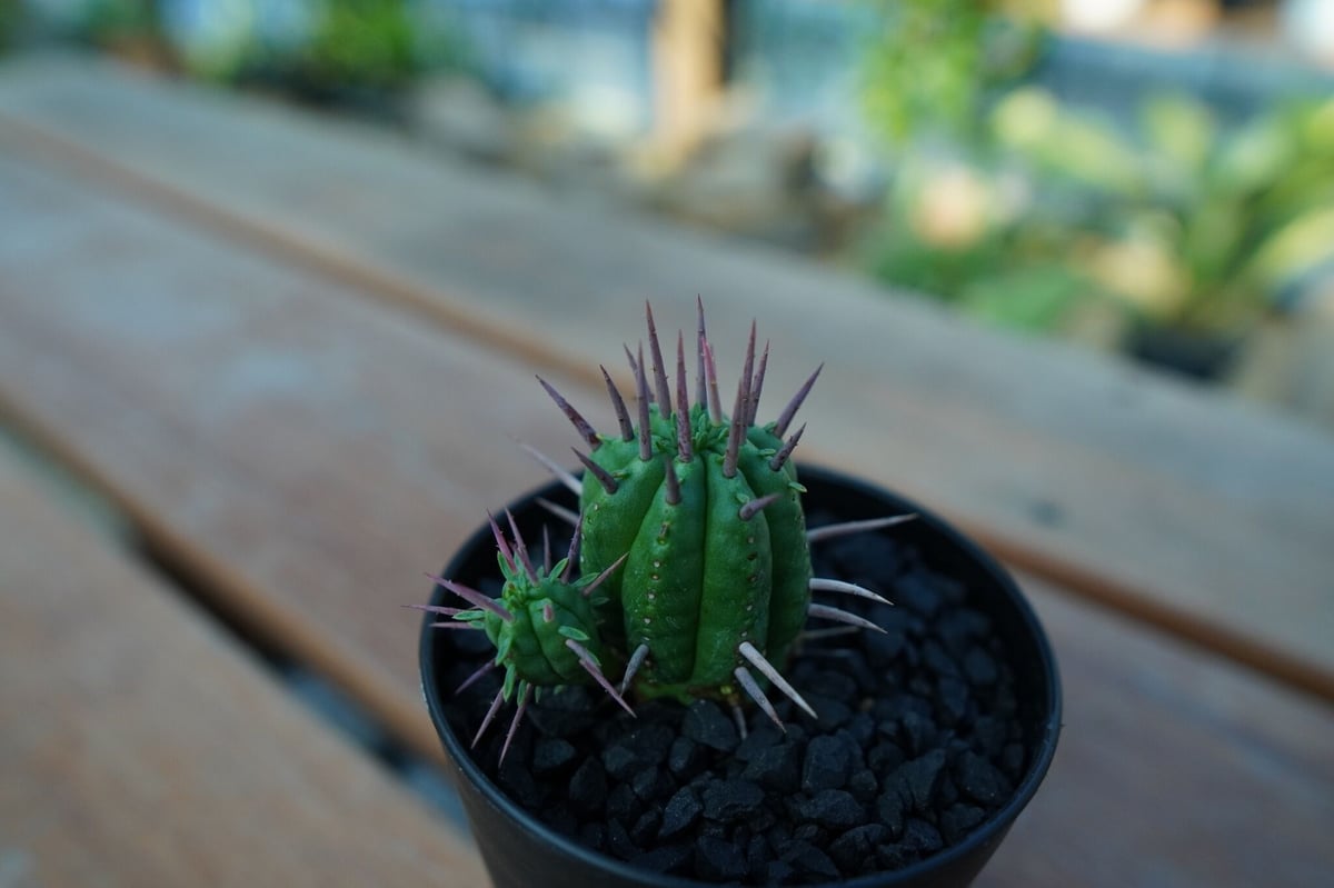 ユーフォルビア フェロックス Euphorbia ferox | mana's farm:塊根
