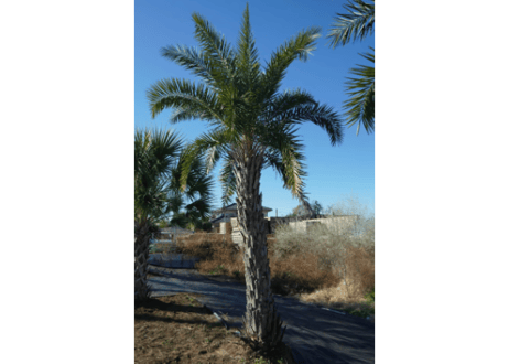 ナツメヤシ　Phoenix dactylifera  No.1