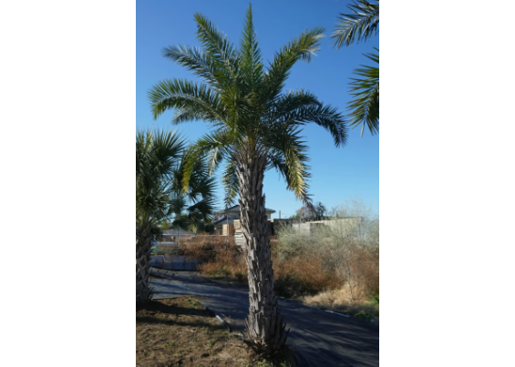 ナツメヤシ Phoenix dactylifera No.1 | mana's farm:塊