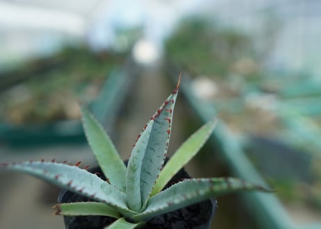アガベ　屈原の舞扇 Agave 'Kutsugen no Maiougi'   No.2