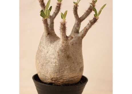 Pachypodium Gracilius パキポディウム  グラキリス  №３