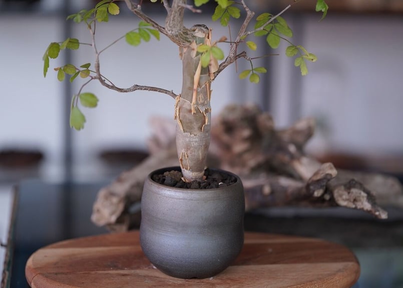 141【選抜】ブルセラ・ファガロイデス（Bursera fagaroides) 141【選抜】ブルセラ・ファガロイデス（Bursera fagaroides)