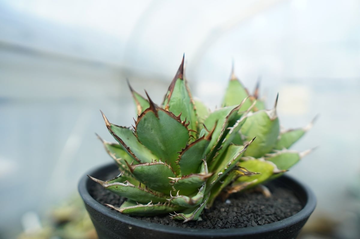 アガベ チタノタ 皇冠 子株② 未発根（検索 CJ-11 / king） アガベ