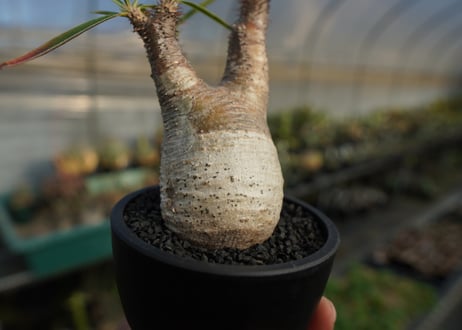 パキポディウム　グラキリス　 Pachypodium Gracilius  No.7