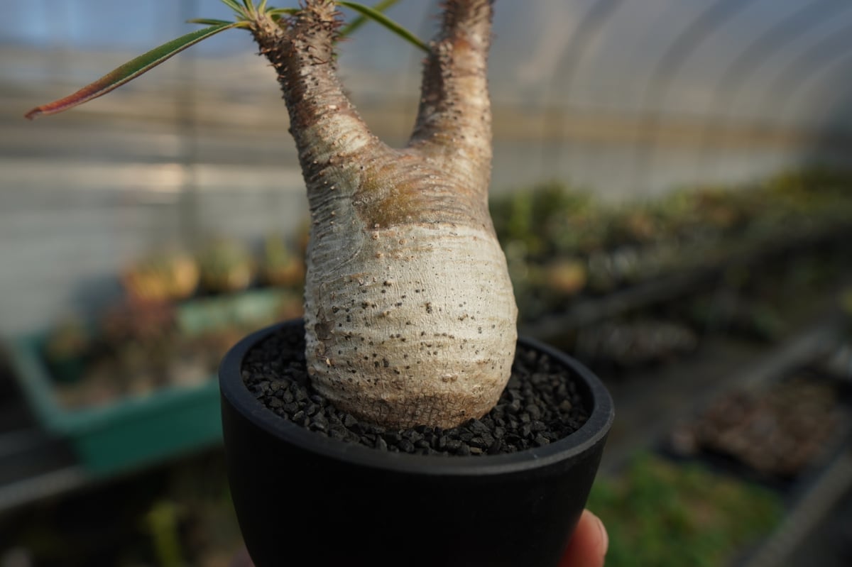 パキポディウム グラキリス Pachypodium gracilius ⑦ パキポディウム グラキリス Pachypodium Gracilius No.7 | ma