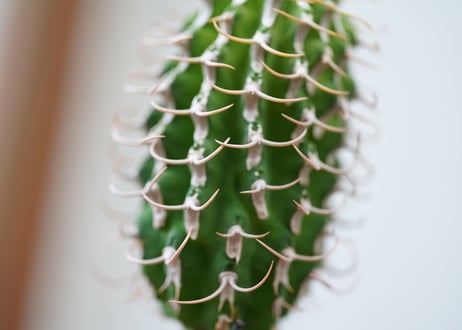 Euphorbia columnaris