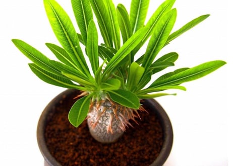 Pachypodium densiflorum シバ女王の玉櫛  №１
