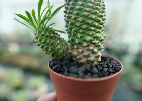ユーフォルビア　ソテツキリン "パイナップルコーン"　Euphorbia sotetsukirin  No.3