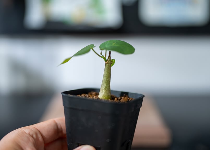 プセウド ボンバックス 沖縄実生 | mana's green:塊根植物販売 プセウド ボンバックス 沖縄実生 | mana's green:塊根植物販売