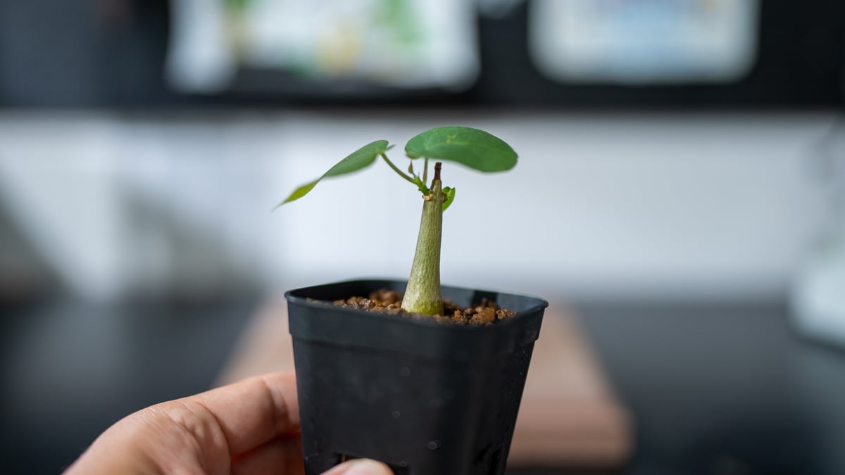 沖縄実生！超緑！最高！ボンバックス！ プセウド ボンバックス 沖縄実生 | mana's farm:塊根植物
