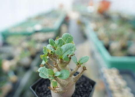 アデニウム　Adenium　No.1