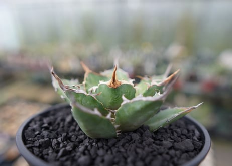 agave titanota 獅子光　Lion light　No.2