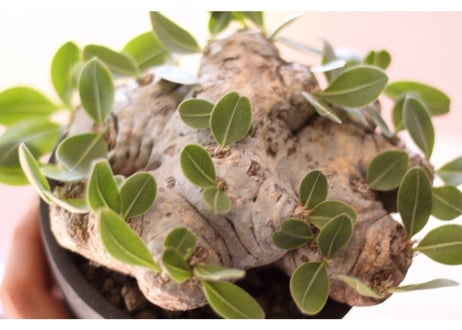 Pachypodium brevicaule　パキポディウム  ブレビカウレ　恵比寿笑い