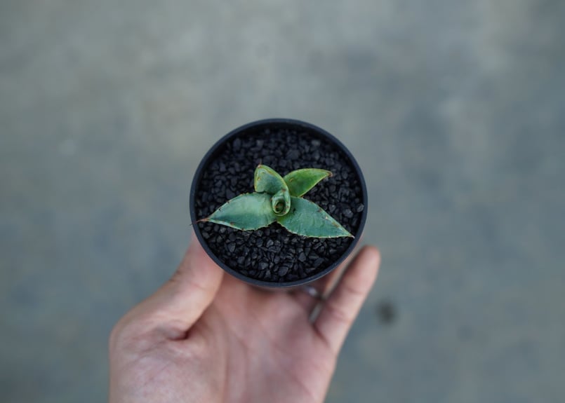 アガベ　ホリダ×パラサナ　ハイブリッド アガベ パラサナ×ホリダ ハイブリット | mana's farm:塊根植物・アガベ