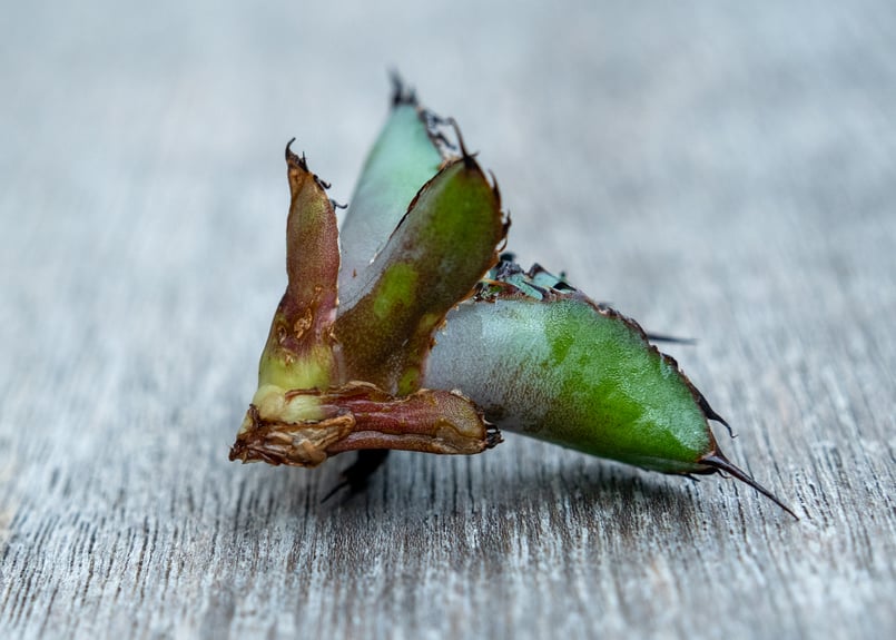 アガベ BB カキコ株 | mana's farm:塊根植物・アガベ・ドライガーデン