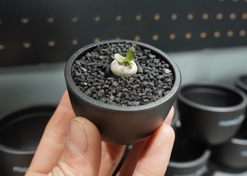 パキポディウム レウコキサンツム×大黒 塊根植物 ハイブリッド レモン 実生 パキポディウム レウコキサンツム×スパー恵比寿大黒 | hanayoshi-botanical