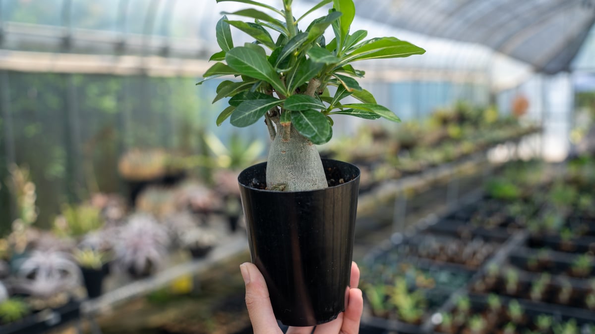 アデニウム オベスム | mana's green:塊根植物販売|マナズグリーン