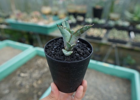 アガベ　チタノタ　 ブラックアンドブルー 　Agave titanota black and blue　No.8
