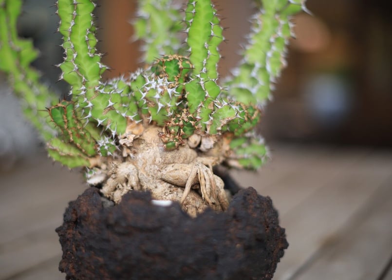 ユーフォルビア ノベリー Euphorbia knobelii | mana's farm:塊