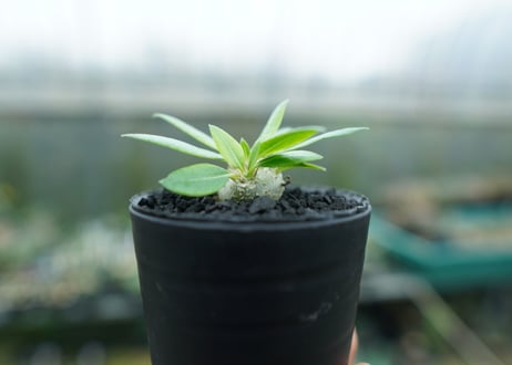 パキポディウム　恵比寿笑い　Pachypodium brevicaule　No.3