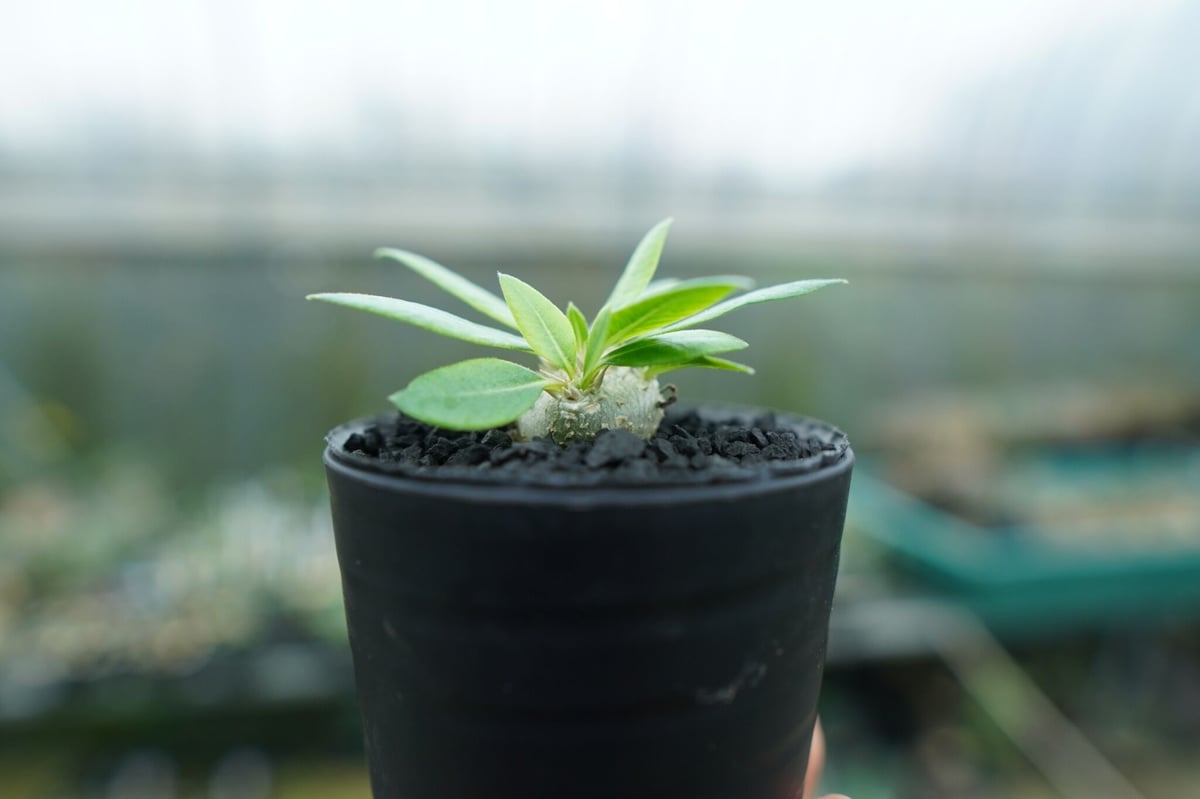 パキポディウム 恵比寿笑い Pachypodium brevicaule No.3 | man