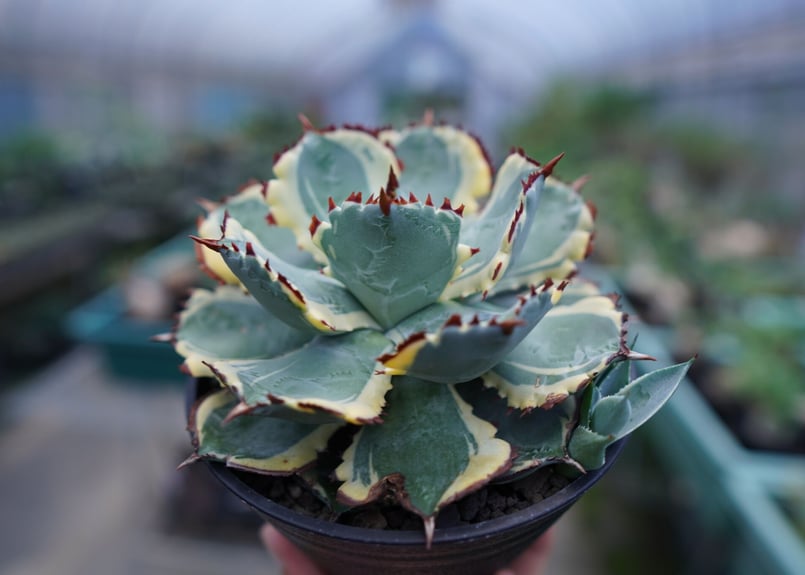 アガベ 蟹錦　変わり斑　中株 アガベ 蟹錦 変わり斑 中株 【公式通販】