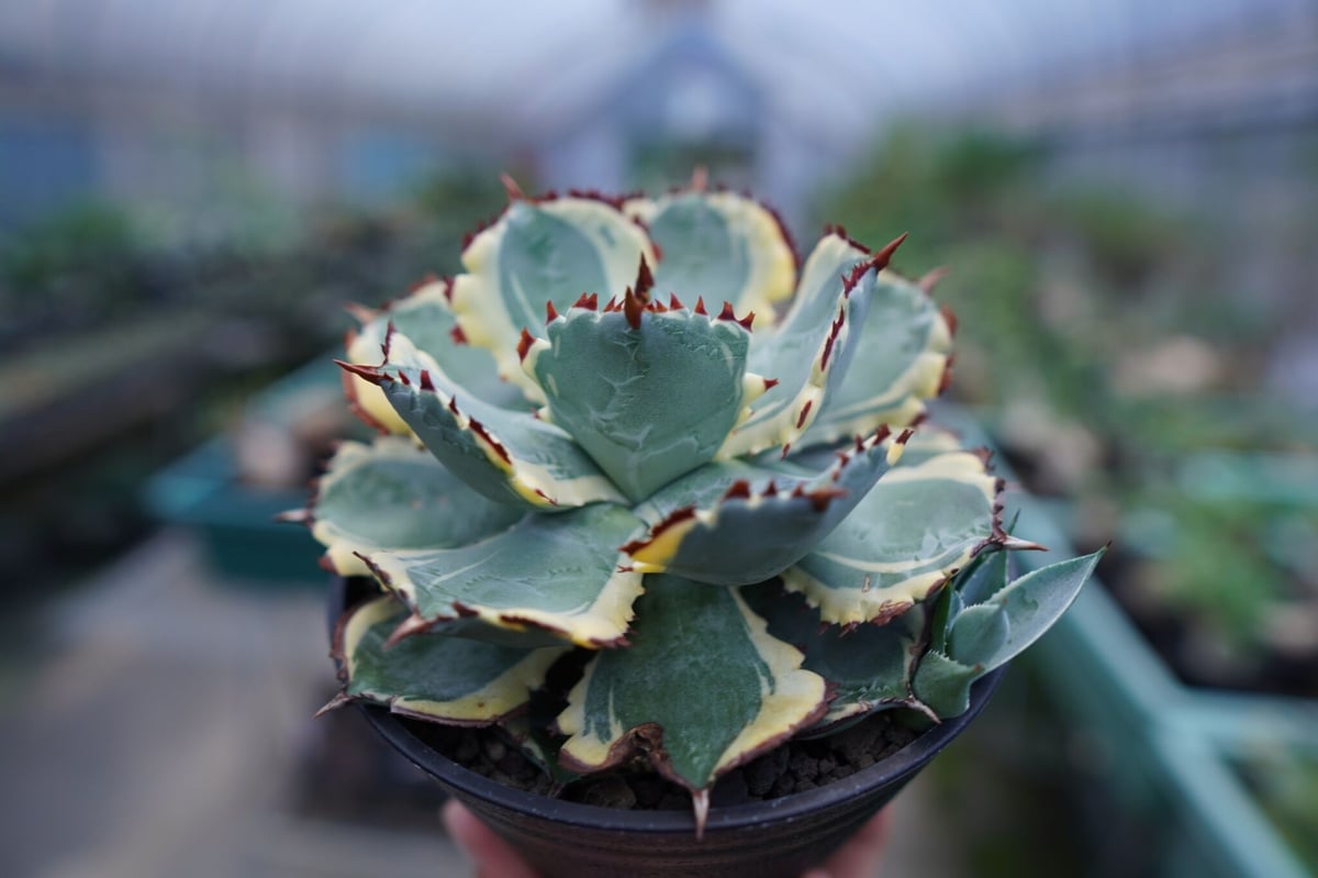 アガベ　兜蟹錦　連棘　Agave isthmensis “Kabutogani” variegata No.2