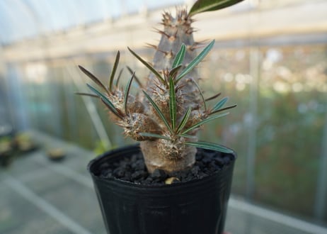 パキポディウム　カクチぺス　Pachypodium cactipes  No.1