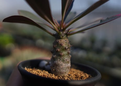ユーフォルビア　パキポディオイデス　Euphorbia pachypodioides　NO.1