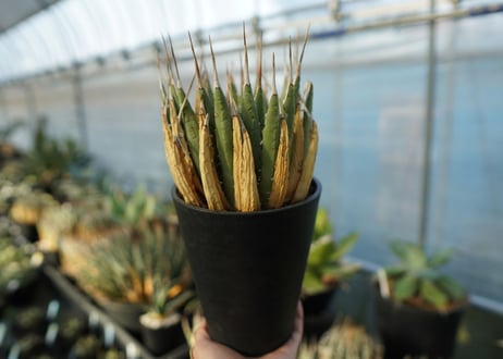 アガベ　ユタエンシス　Agave uthaensis　No.2
