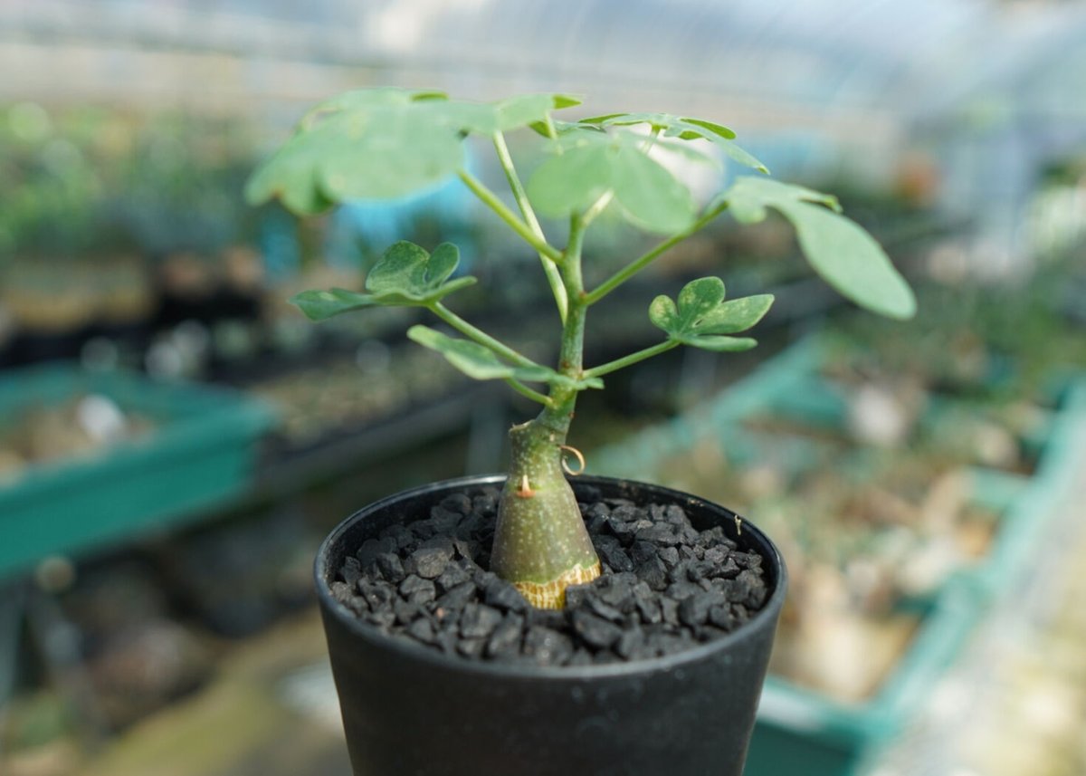 アデニア グラウカ Adenia Glauca No.3 | mana's farm:塊根植物