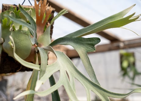 P. veitchii 'Pedro'