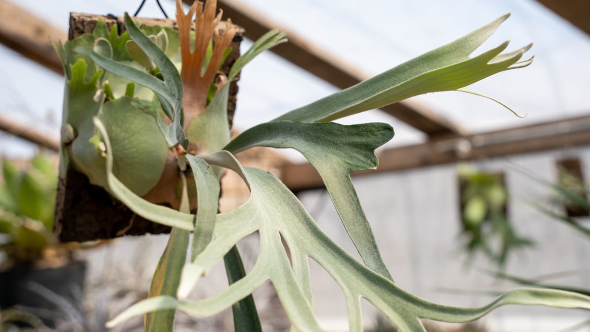 P. veitchii 'Pedro' | mana's farm:塊根植物・アガベ・ドライガ