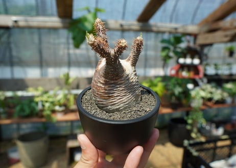 【未発根】パキポディウム　グラキリス　 Pachypodium Gracilius  No.1