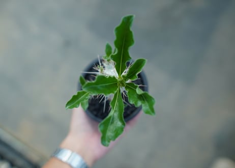 パキポディウム　サンデルシー　Pachypodeium saundersii  No.6