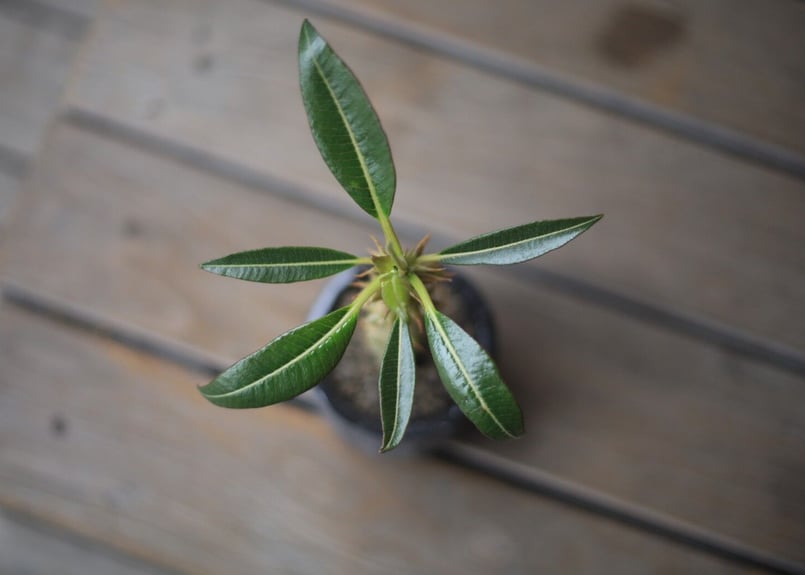 パキポディウム バロニー Pachypodium baronii | mana's farm: