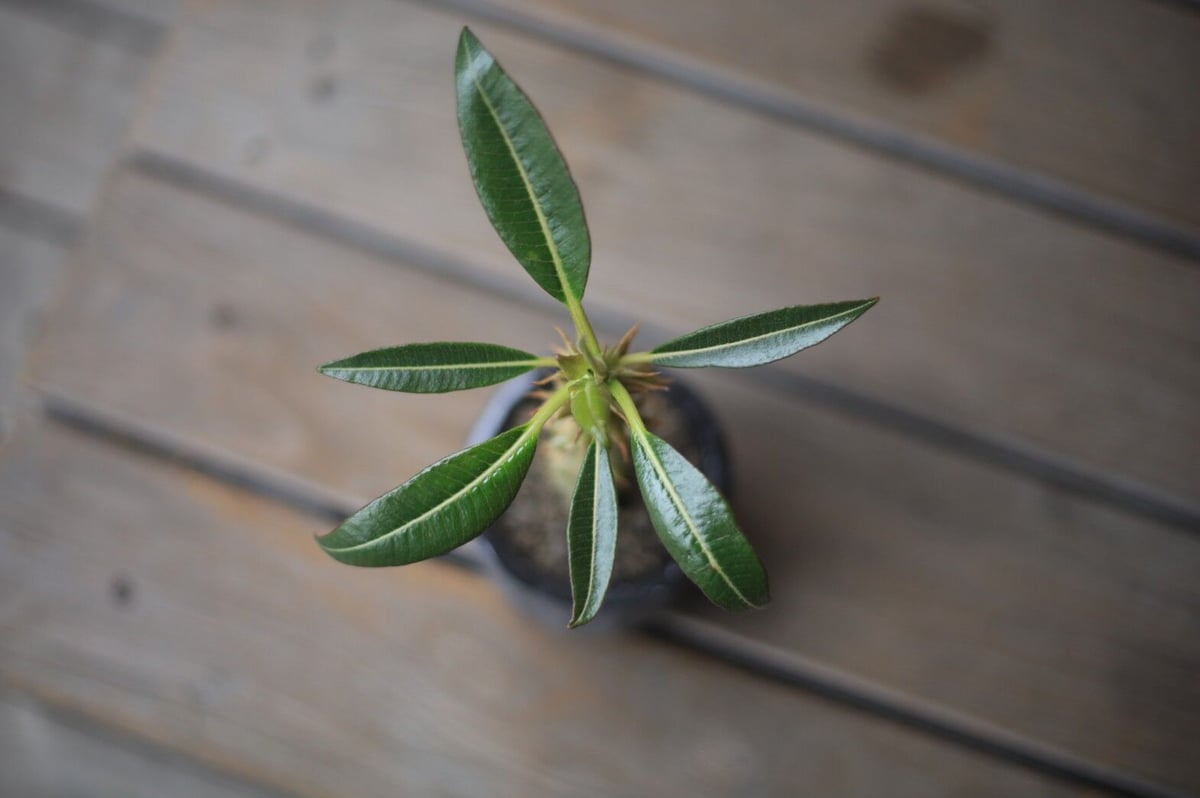 パキポディウム バロニー Pachypodium baronii | mana