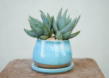 Aloe peglerae