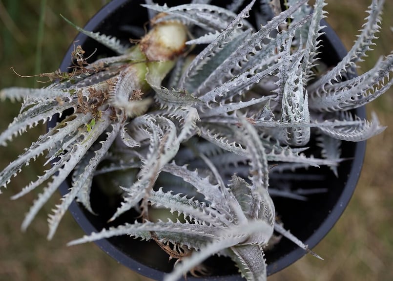 Dyckia Hillary | mana's farm:塊根植物・アガベ・ドライガーデン植物
