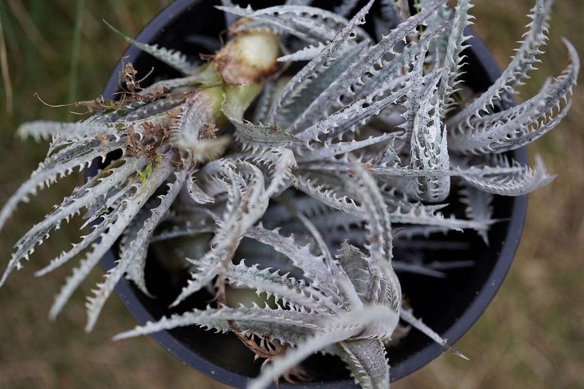 Dyckia Hillary | mana's farm:塊根植物・アガベ・ドライガーデン植物
