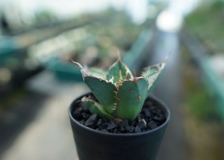 アガベ　チタノタ　FO-76　agave titanota FO-76