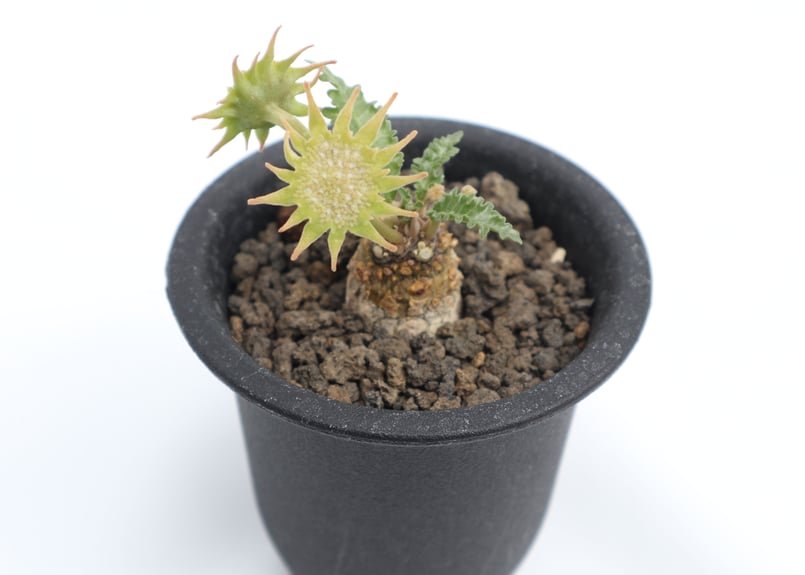 a8 ドルステニア ラブラニー 雌雄 塊根植物 コーデックス a8 ドルステニア ラブラニー 雌雄 塊根植物 コーデックス